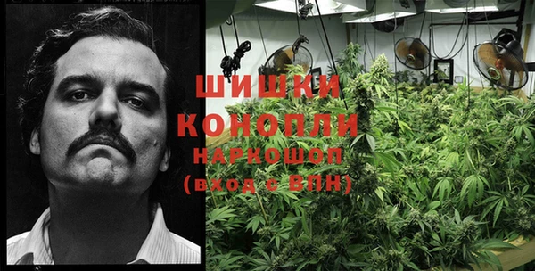 прущие грибы Абаза